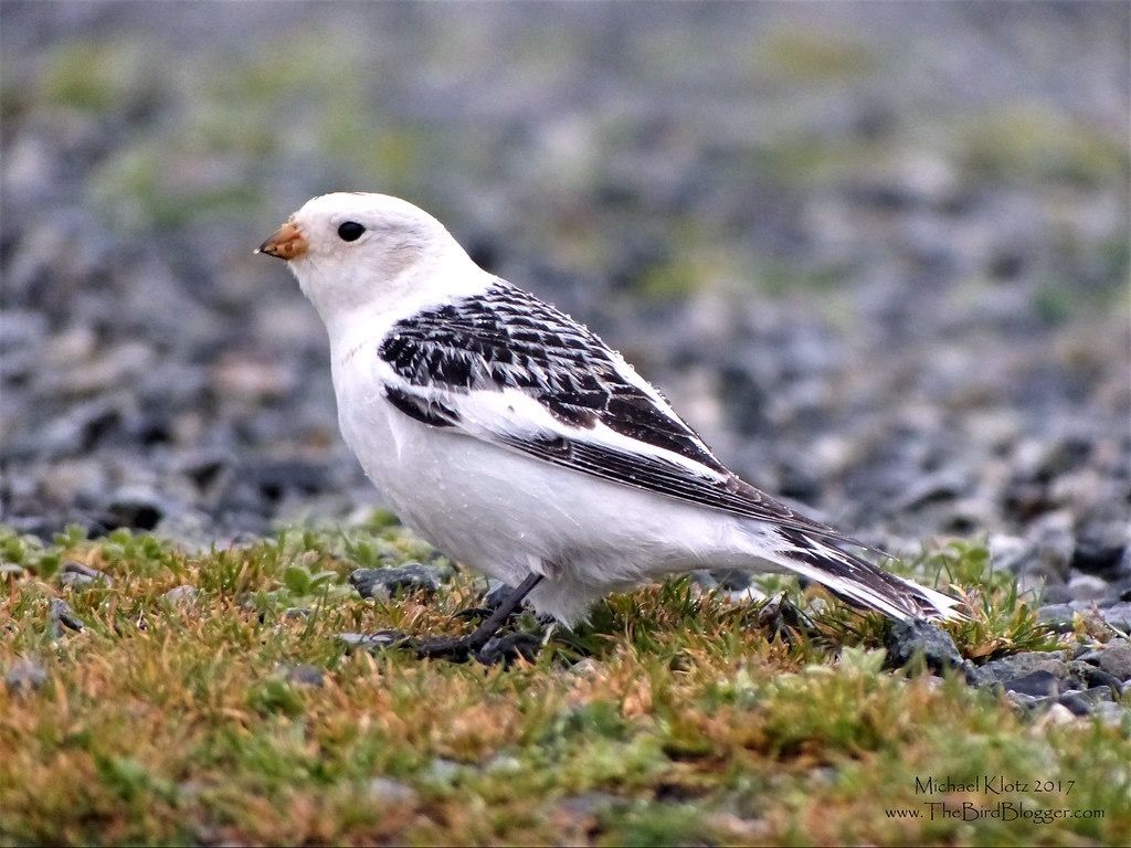 Snow Bunting - Richmond, BC by Michael W Klotz - The Bird Blogger.com is licensed under CC BY-NC 2.0.